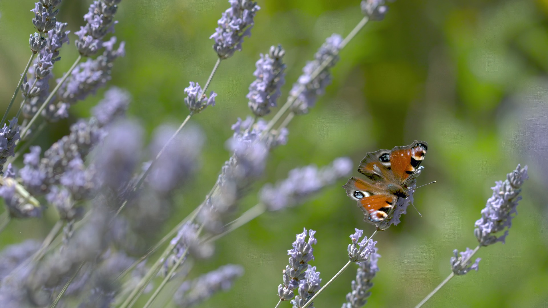 Quinzaine Transition Écologique // Le petit peuple du potager