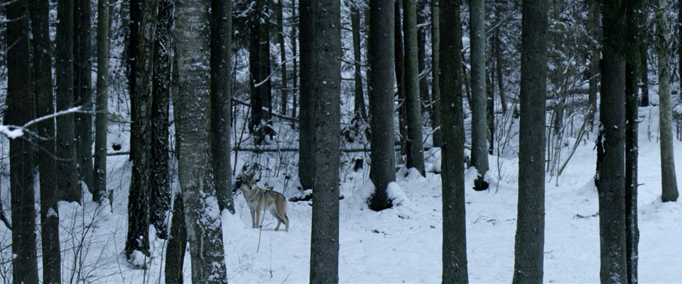 Quinzaine Transition Écologique // Dans les bois