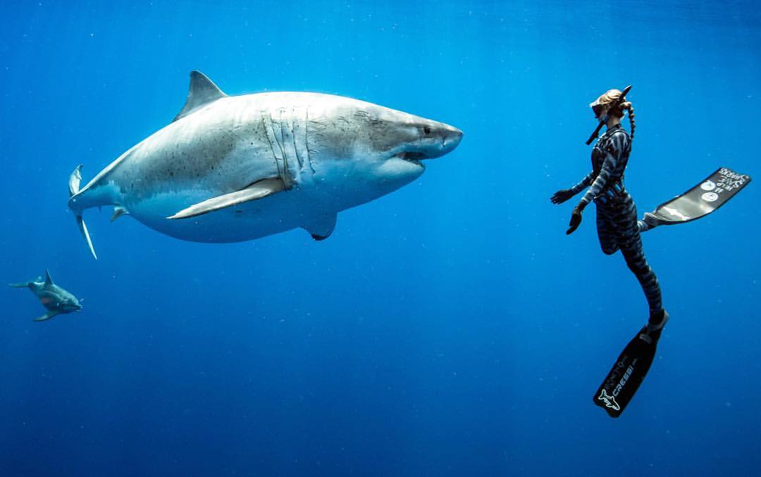 Rencontre Réalisateur // Entretien avec un requin